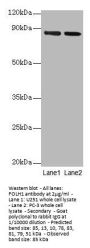 FOLH1 Antibody