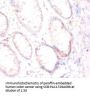 FOLH1 Antibody