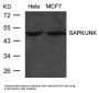 MAPK9/MAPK10 (Ab-183) Antibody