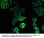 ABCB1 Antibody