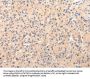 CLU Antibody