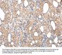 CLU Antibody