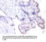 BSG Antibody