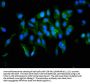 TGM2 Antibody