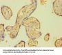 PLAT Antibody