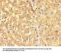 BHMT2 Antibody