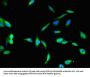 BHMT2 Antibody