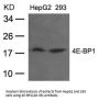 EIF4EBP1 (Ab-36) Antibody