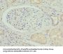 BGLAP Antibody