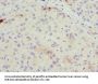 BGLAP Antibody