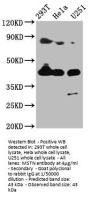 MSTN Antibody