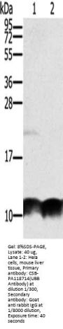UBB Antibody