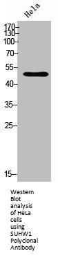 ZNF280A Antibody