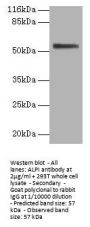 ALPI Antibody