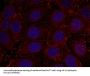 Phospho-IGF1R (Tyr1161) Antibody