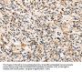 TRIB3 Antibody