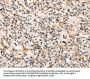 TRIB3 Antibody