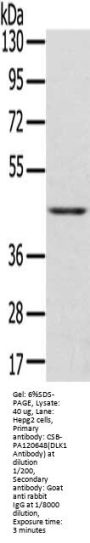 DLK1 Antibody