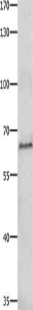 HDAC1 Antibody