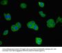 REN Antibody