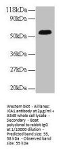 ICA1 Antibody