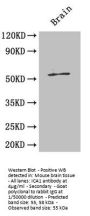 ICA1 Antibody