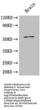 ICA1 Antibody