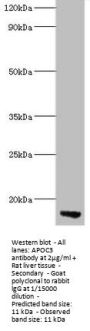 APOC3 Antibody