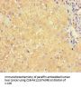 APOC3 Antibody
