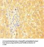 APOC3 Antibody