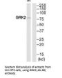 ADRBK1 (Ab-86) Antibody