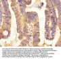 PYY Antibody