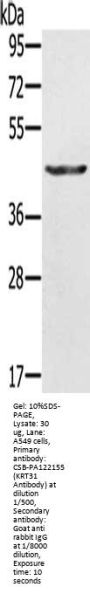 KRT31 Antibody