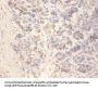 IAPP Antibody