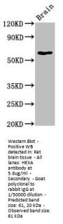 HEXA Antibody