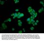 HEXA Antibody