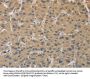 CYFIP2 Antibody