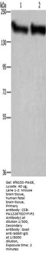CYFIP2 Antibody
