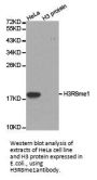 Histone H3R8me1 Antibody