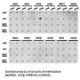 Histone H3R8me1 Antibody