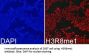 Histone H3R8me1 Antibody