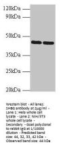 SHBG Antibody