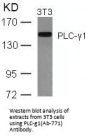 PLCG1 (Ab-771) Antibody