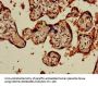 PRSS1 Antibody