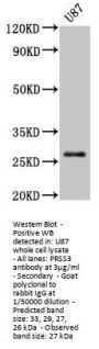 PRSS3 Antibody
