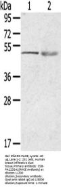 RHCE Antibody
