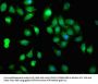 MMP11 Antibody