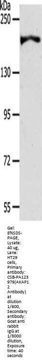 AKAP12 Antibody