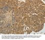 SULT1E1 Antibody