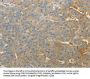 SULT1E1 Antibody